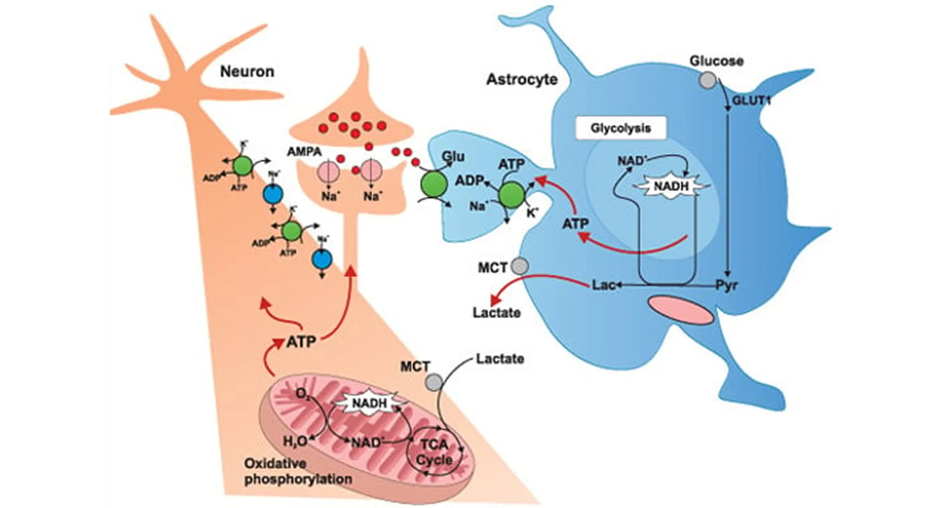 Brain energy metabolism pathways