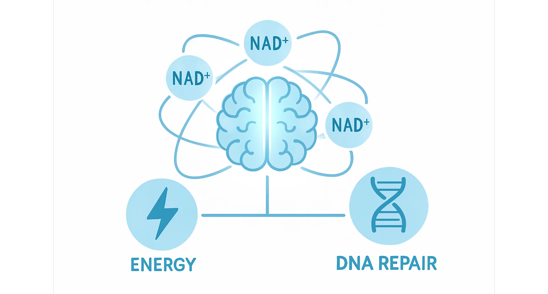 NAD+, Energy, DNA repair