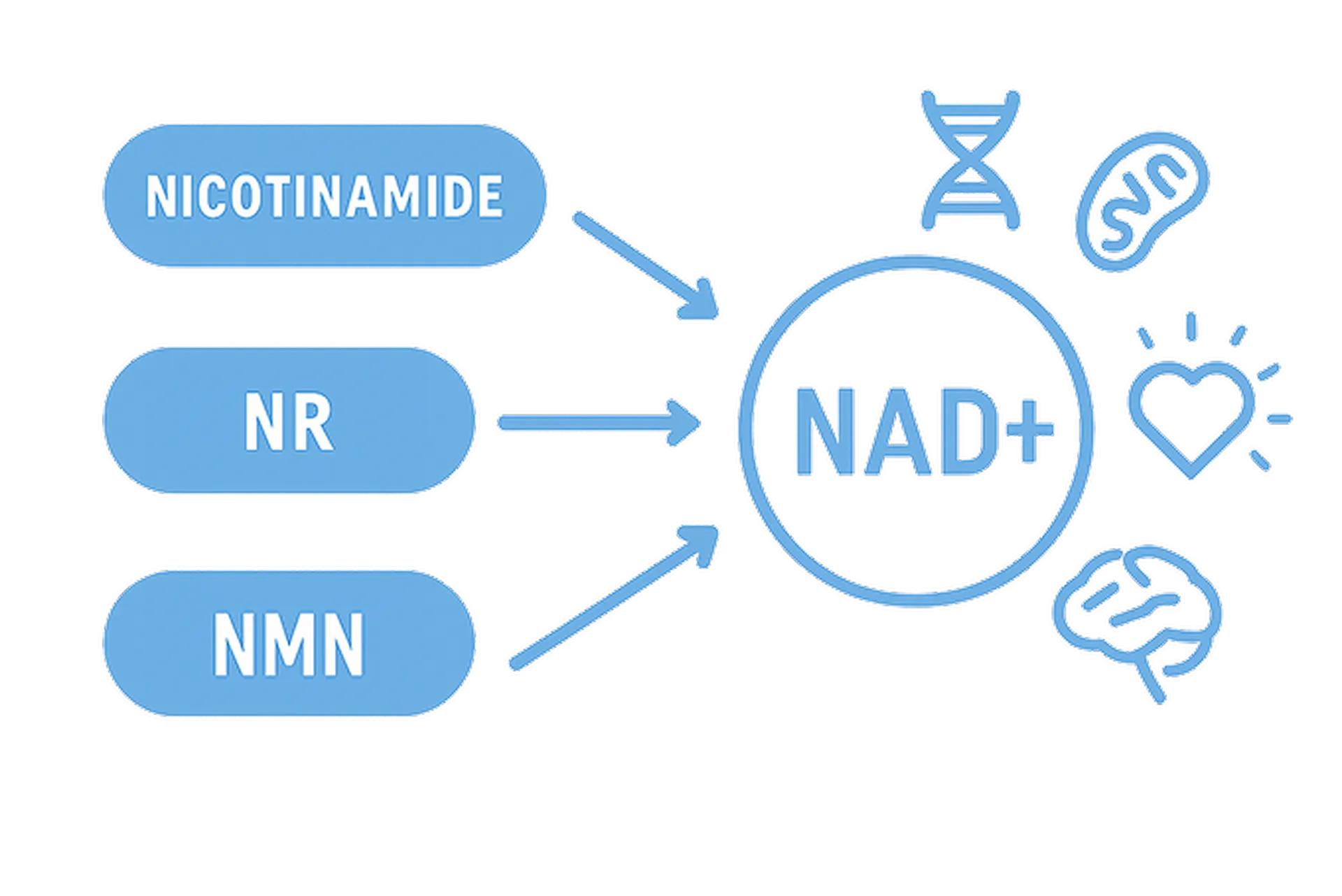 The Longevity Connection – Research on NAD+ Precursors and Healthy Aging​
